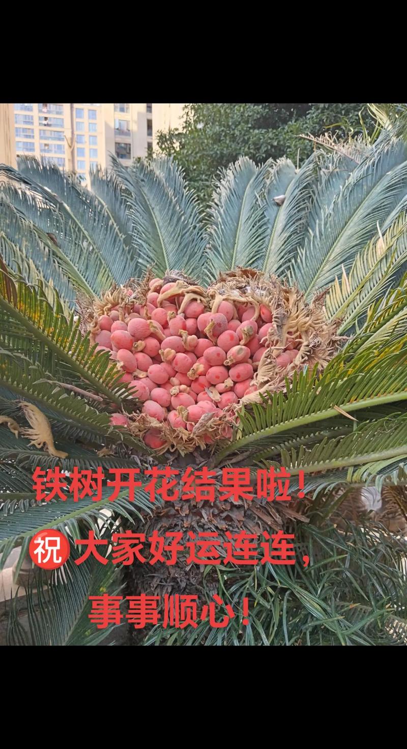 五、铁树果的正确认知：它更适合做什么？