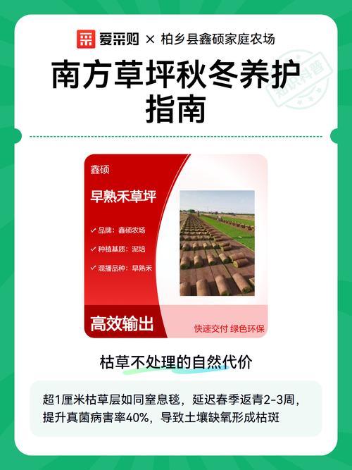 南方草坪用什么草最好?2026年暖季型草坪品种对比与养护指南 常见错误与纠正