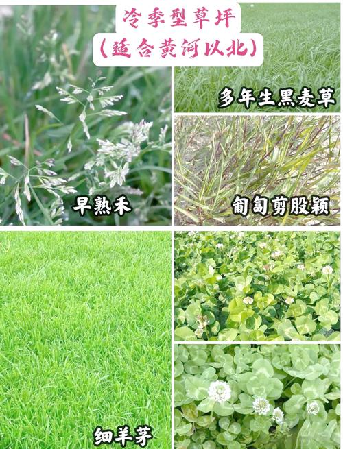 南方草坪用什么草最好?2026年暖季型草坪品种对比与养护指南 判断标准:根据使用场景选品种