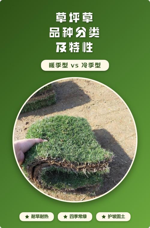南方草坪用什么草最好?2026年暖季型草坪品种对比与养护指南 总结