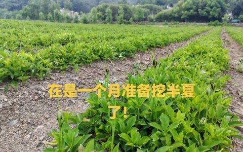 如何科学选购旱半夏种子：供应商评估与渠道风险规避指南