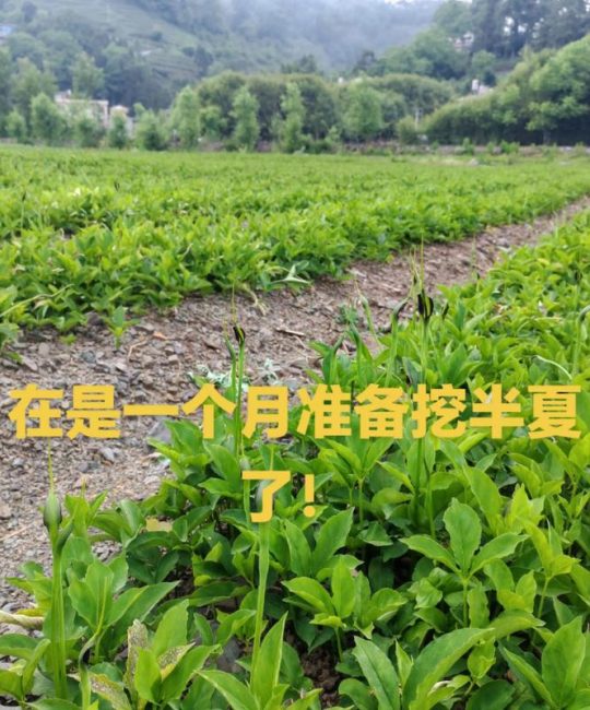 如何科学选购旱半夏种子：供应商评估与渠道风险规避指南