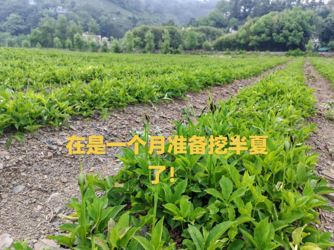 如何科学选购旱半夏种子：供应商评估与渠道风险规避指南