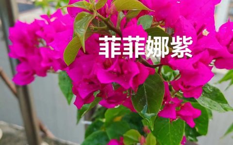 三角梅菲菲娜是勤花吗？详解其花期特性与高效养护指南