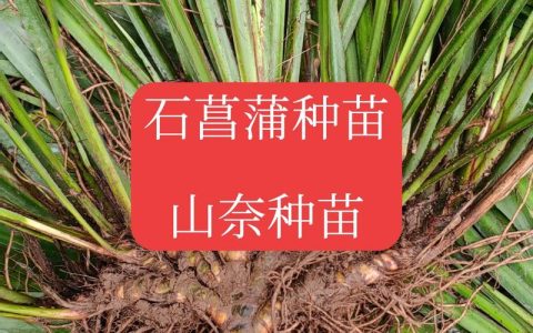 石菖蒲苗多少钱一棵？规格、产地、采购量影响报价