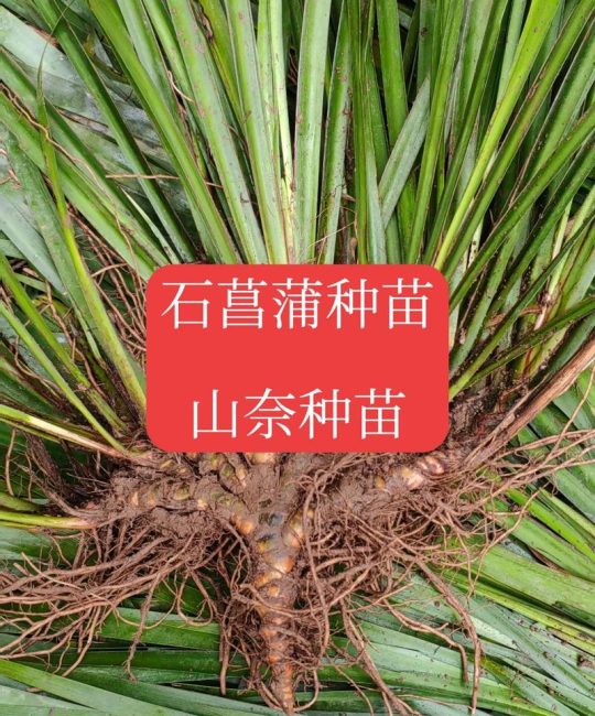 石菖蒲苗多少钱一棵？规格、产地、采购量影响报价