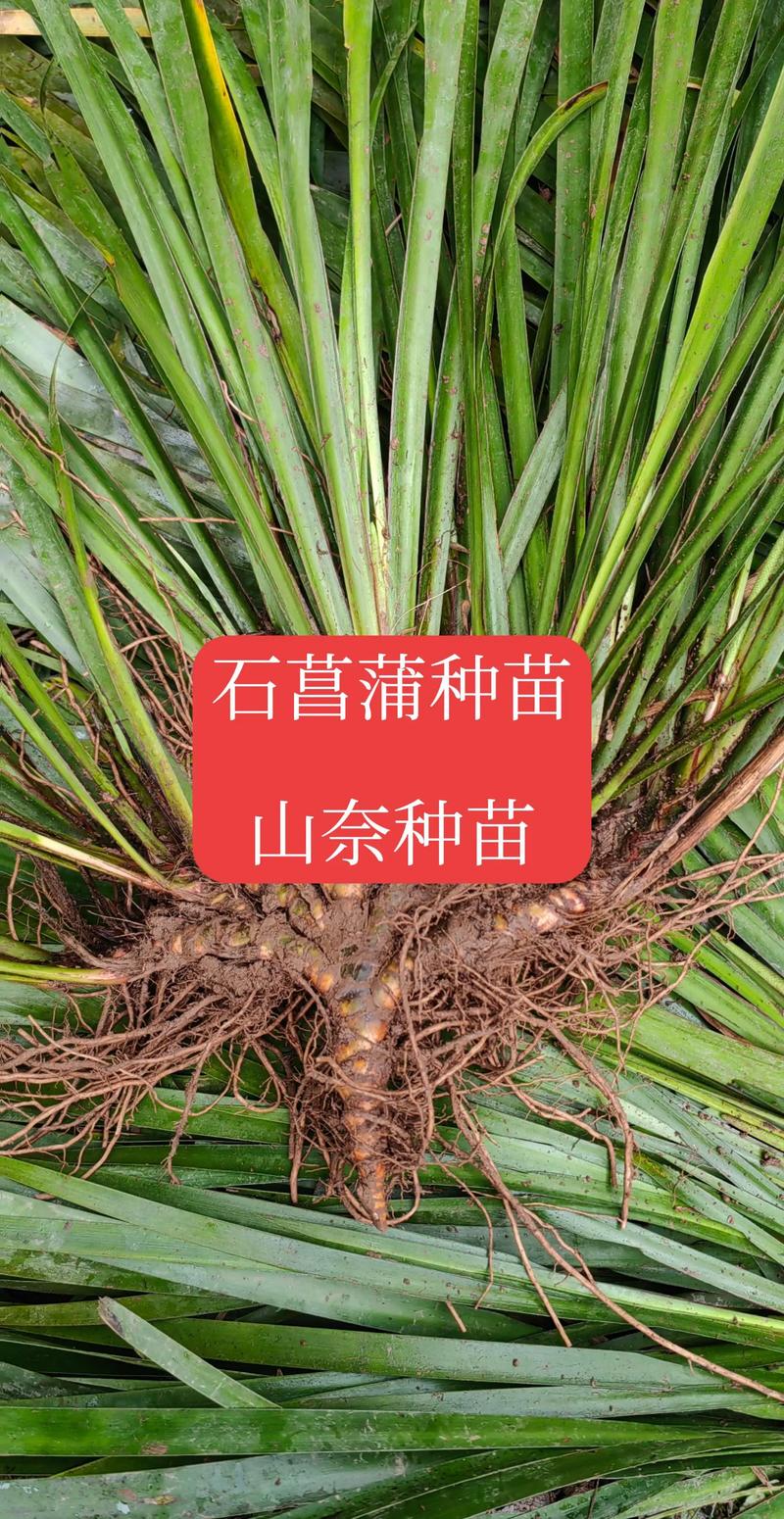 石菖蒲苗多少钱一棵?规格、产地、采购量影响报价 石菖蒲苗多少钱一棵?规格、产地、采购量影响报价