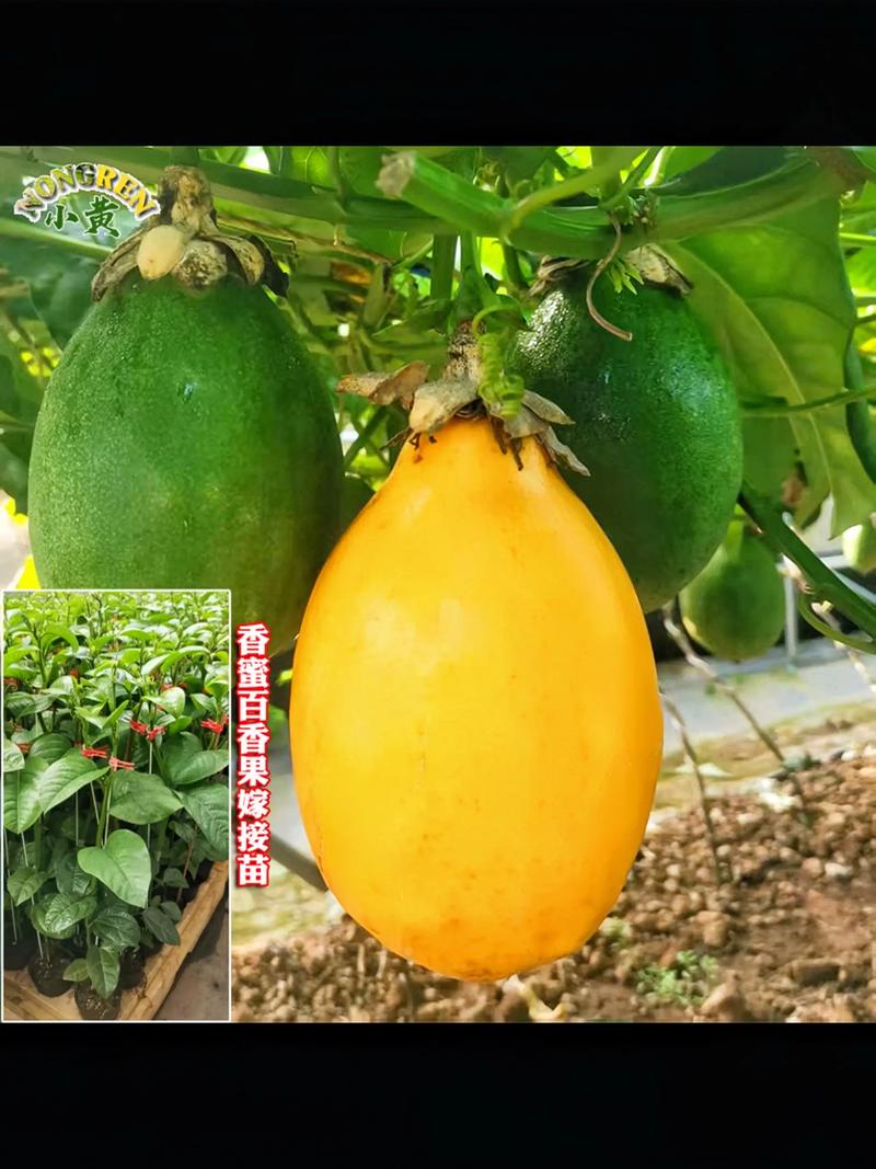 木瓜搭配什么吃最好?园艺种植中的最佳伴生植物让果实更香甜 二、香草植物:驱虫增香的“小卫士”