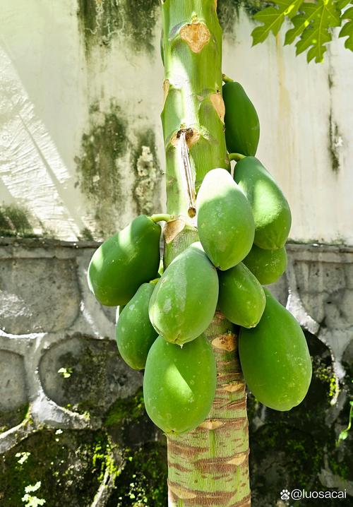 木瓜搭配什么吃最好?园艺种植中的最佳伴生植物让果实更香甜 三、覆盖型蔬菜:保湿控草的“绿色地毯”