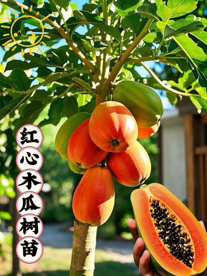 木瓜搭配什么吃最好?园艺种植中的最佳伴生植物让果实更香甜 五、谨慎搭配:避免“相克”植物