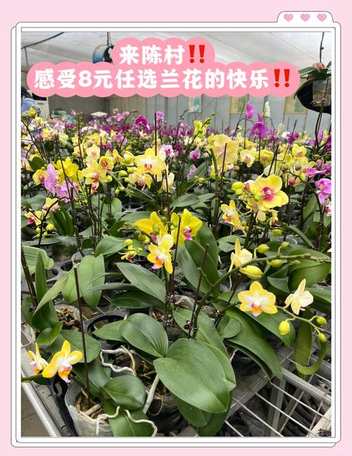 广东花卉批发哪里便宜?采购渠道专家教你一套科学评估法 结语