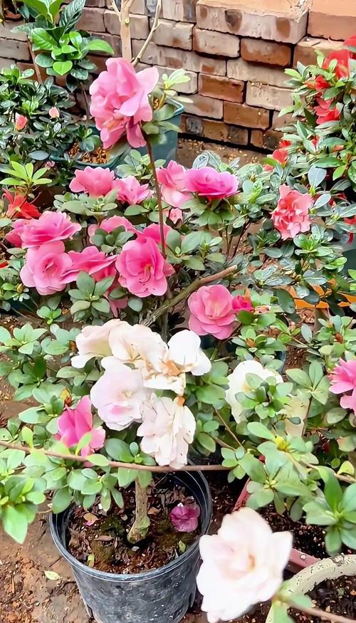 修剪：花后及时剪，轻剪整形、重剪更新看情况