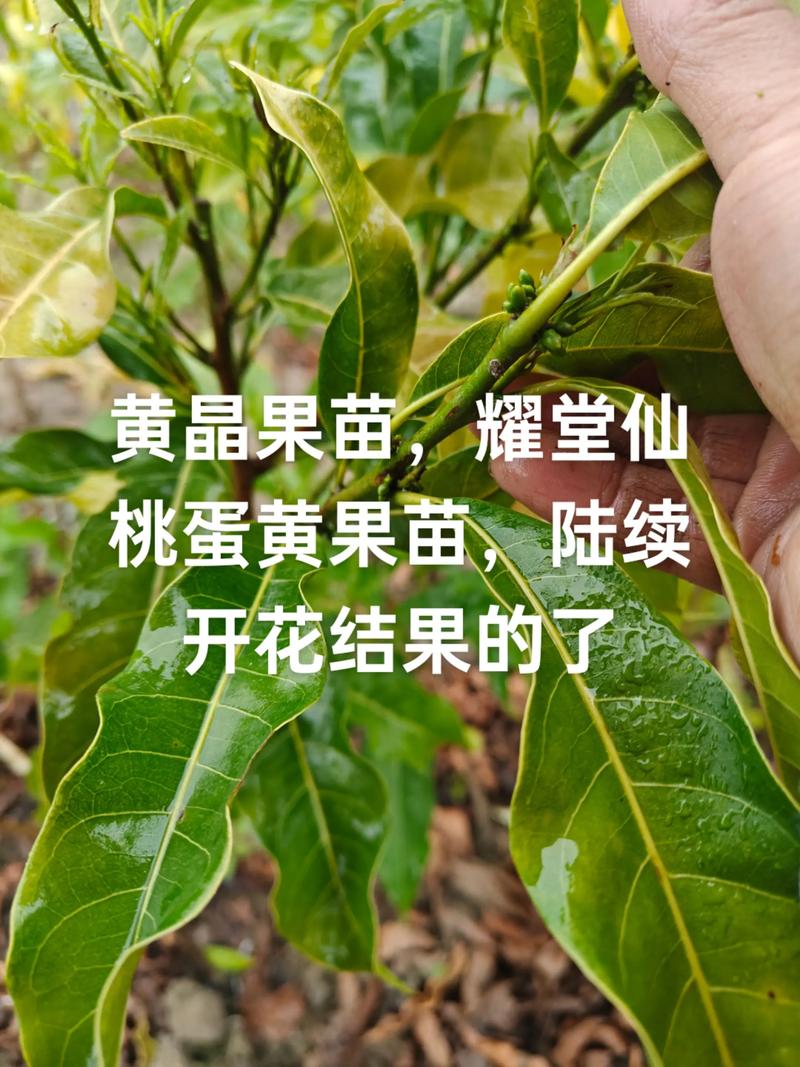 网上卖的果树苗可靠吗?掌握三重检验标准,95%的假苗可被一眼识破 网上购苗的三大核心判断标准:嫁接口、根系、苗龄