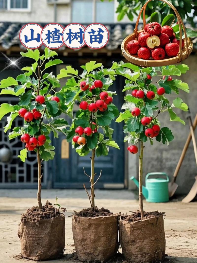 网上卖的果树苗可靠吗?掌握三重检验标准,95%的假苗可被一眼识破 常见网上售苗陷阱与规避方法