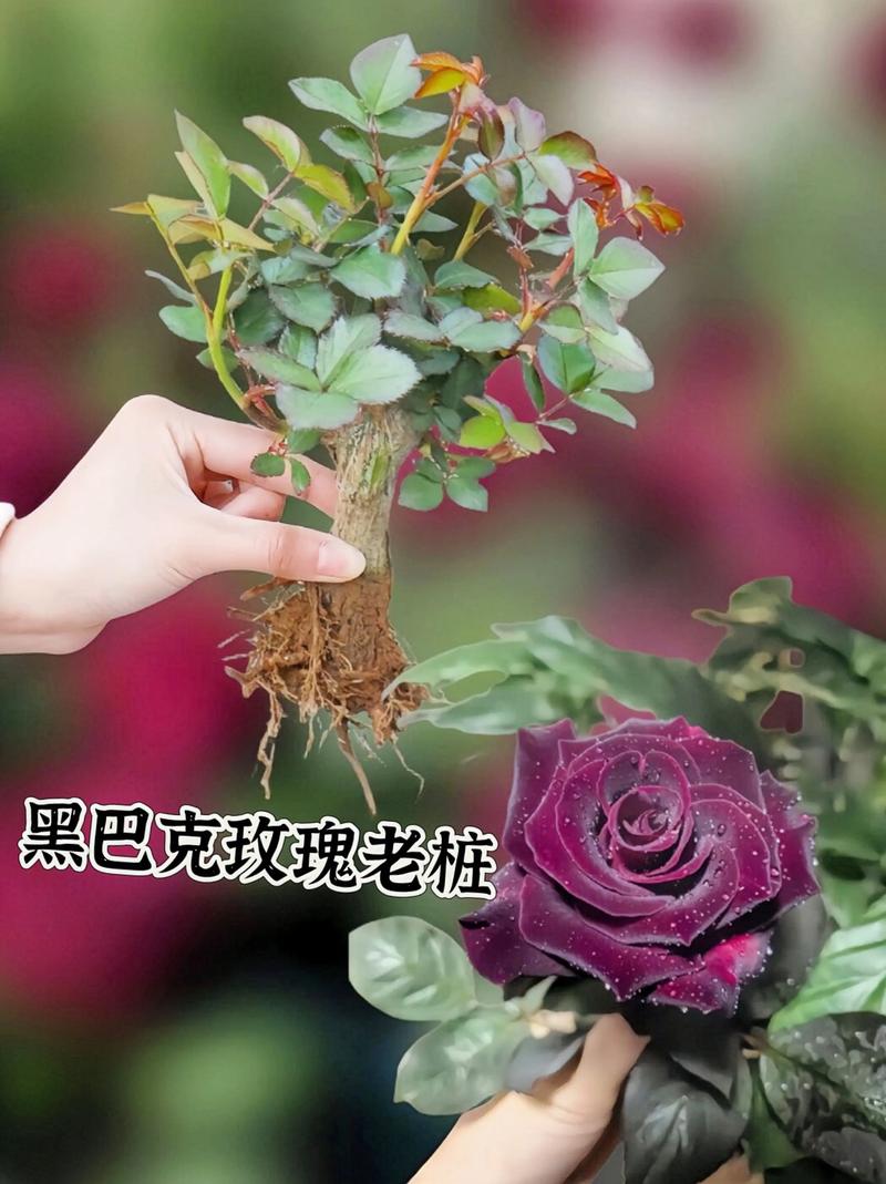 玫瑰苗购买渠道指南:如何科学选择供应商,避开假苗陷阱 常见误区与纠正