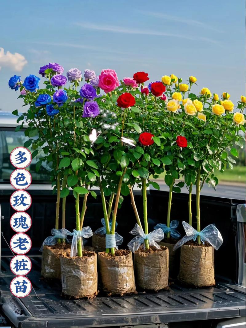 玫瑰苗购买渠道指南:如何科学选择供应商,避开假苗陷阱 FAQ(常见问题)