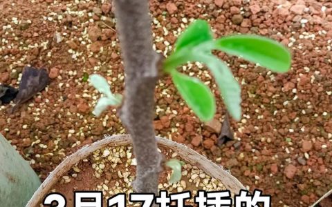 盆栽果树苗怎么培养？从选苗到坐果的全流程操作指南