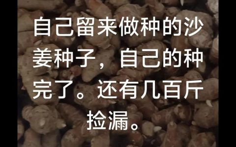 姜黄种子多少钱一斤？2024年市场参考价格与因素解析
