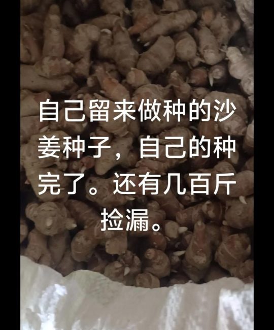 姜黄种子多少钱一斤？2024年市场参考价格与因素解析