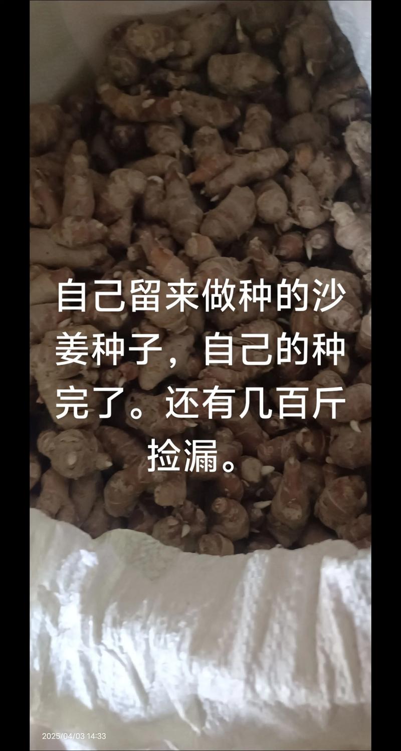 姜黄种子多少钱一斤?2024年市场参考价格与因素解析 姜黄种子多少钱一斤?2024年市场参考价格与因素解析