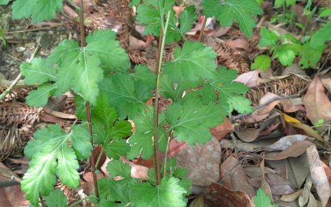 野菊花叶子长什么样？详解野菊花叶片特征与识别要点
