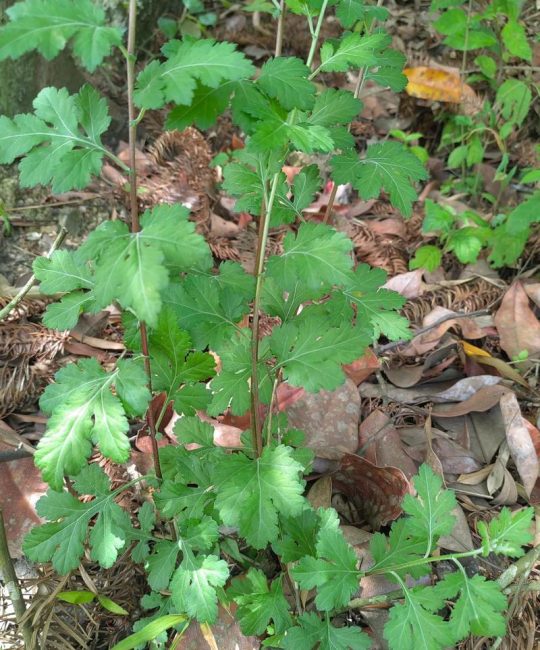 野菊花叶子长什么样？详解野菊花叶片特征与识别要点