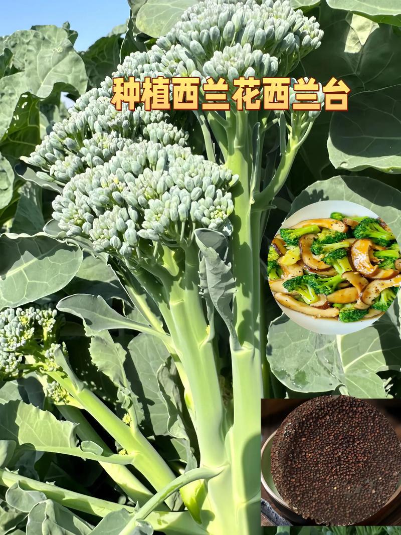 茎秆：被低估的“宝藏”