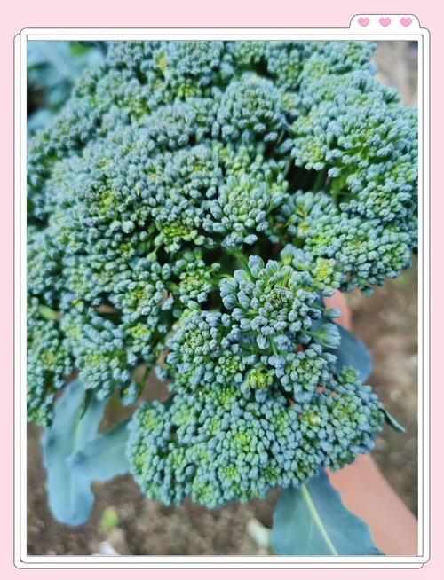花球：最经典的食用部位