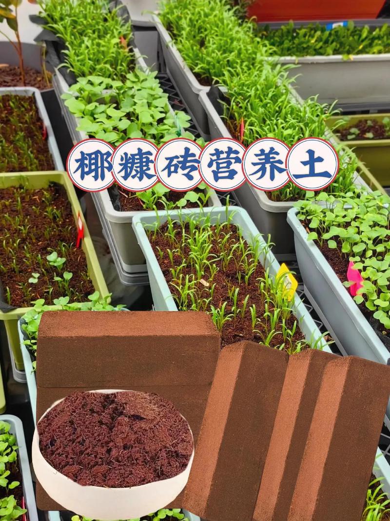 判断标准：哪些植物适合椰糠水培