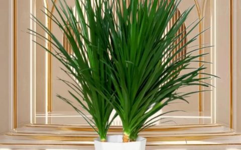 龙血树怎么发侧芽？掌握这5个关键点，轻松爆盆变多头