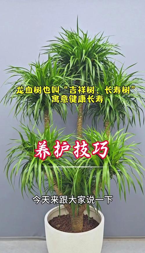 龙血树怎么发侧芽?掌握这5个关键点,轻松爆盆变多头 二、修剪后养护要点