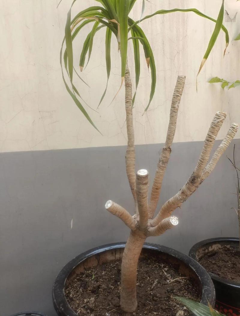 龙血树怎么发侧芽?掌握这5个关键点,轻松爆盆变多头 五、繁殖与二次促侧芽