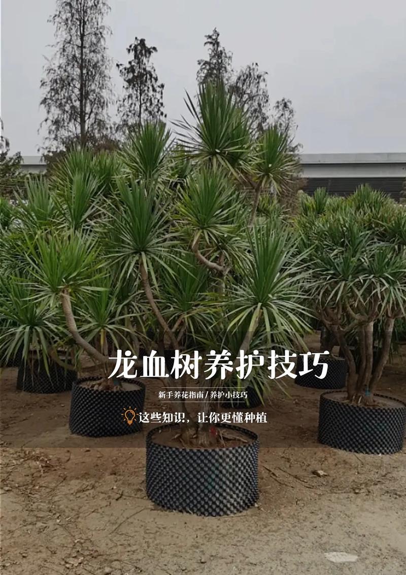 龙血树怎么发侧芽?掌握这5个关键点,轻松爆盆变多头 四、水肥配合要精准