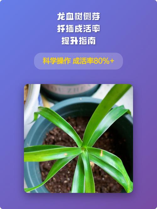 龙血树怎么发侧芽?掌握这5个关键点,轻松爆盆变多头 六、注意事项