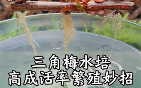 三角梅扦插繁殖全攻略：硬枝与嫩枝的最佳时机与成活率提升技巧