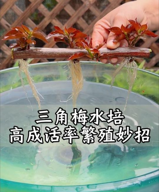 三角梅扦插繁殖全攻略：硬枝与嫩枝的最佳时机与成活率提升技巧