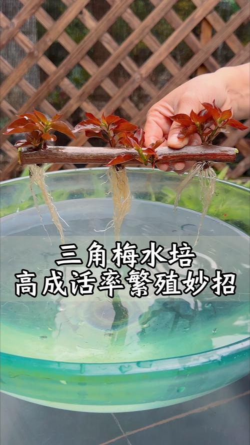 三角梅扦插繁殖全攻略：硬枝与嫩枝的最佳时机与成活率提升技巧