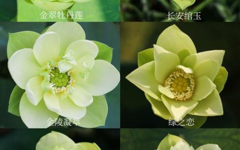 碗莲价格多少钱？2026年最新碗莲报价与影响因素详解