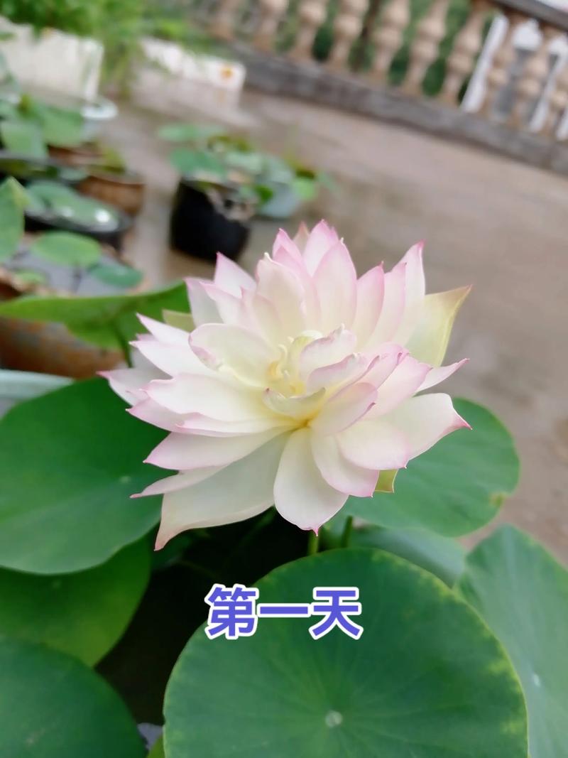 数量因素：批发价低25%‑35%