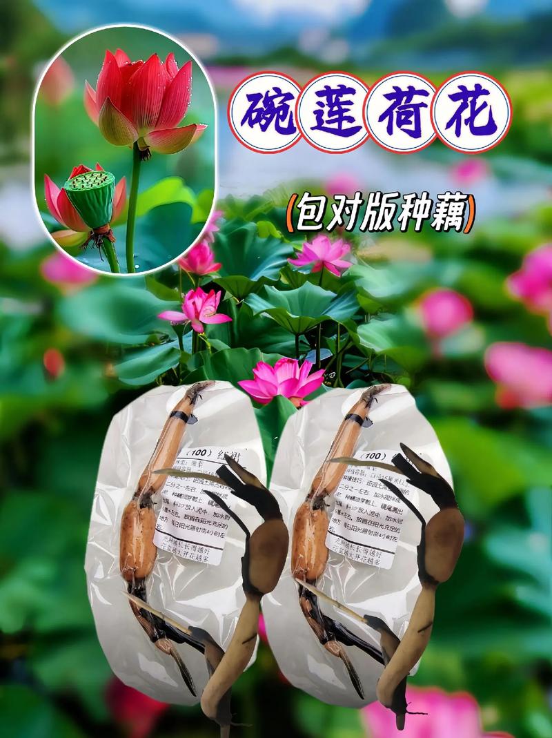 常见问题解答（FAQ）