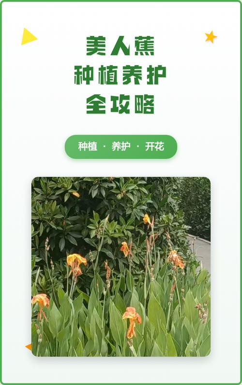 美人蕉种植方法全攻略:从选时到成活的7步实操指南 二、土壤环境