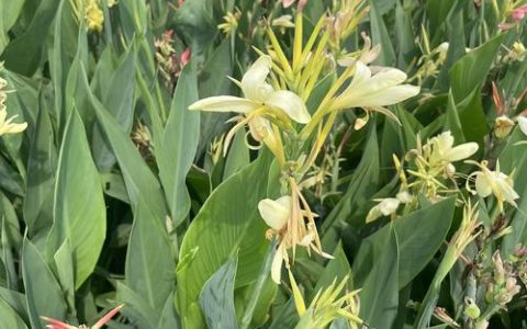 美人蕉种植方法全攻略：从选时到成活的7步实操指南