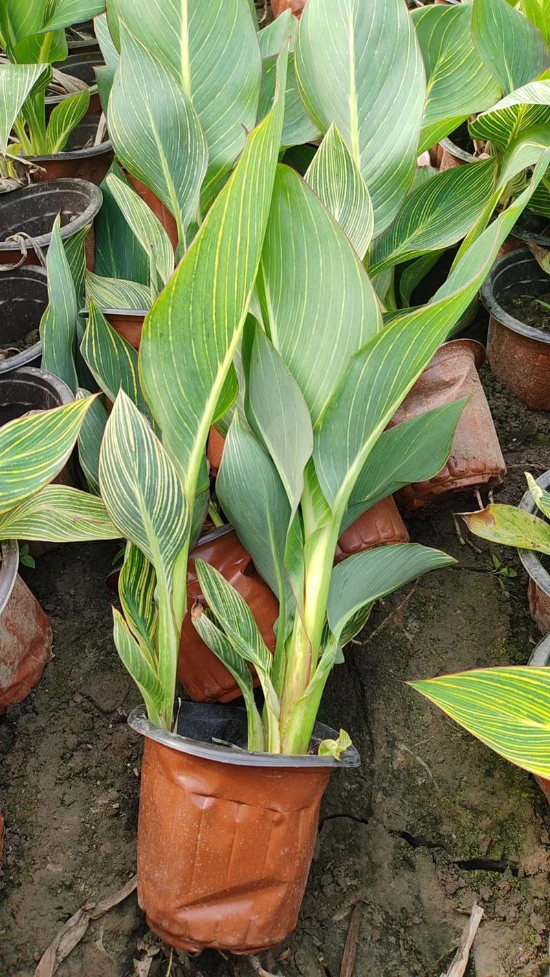 美人蕉种植方法全攻略:从选时到成活的7步实操指南 四、栽植深度