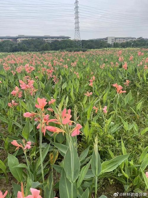 美人蕉种植方法全攻略:从选时到成活的7步实操指南 六、缓苗管理