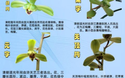兰花种类有多少种？全面解析兰花品种分类与常见种类