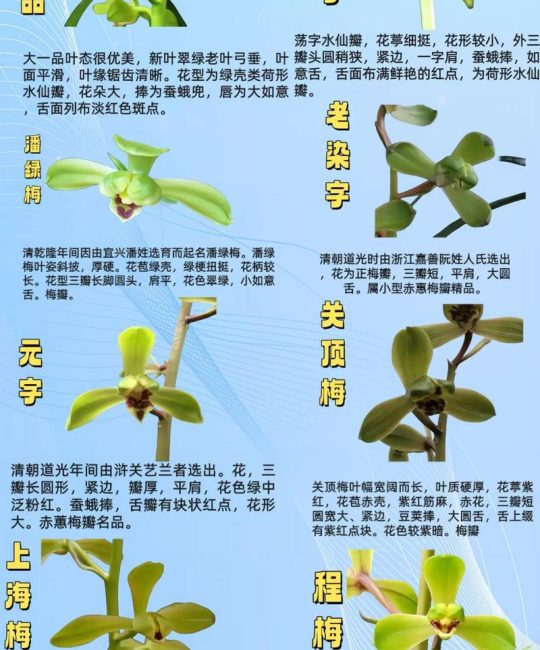 兰花种类有多少种？全面解析兰花品种分类与常见种类