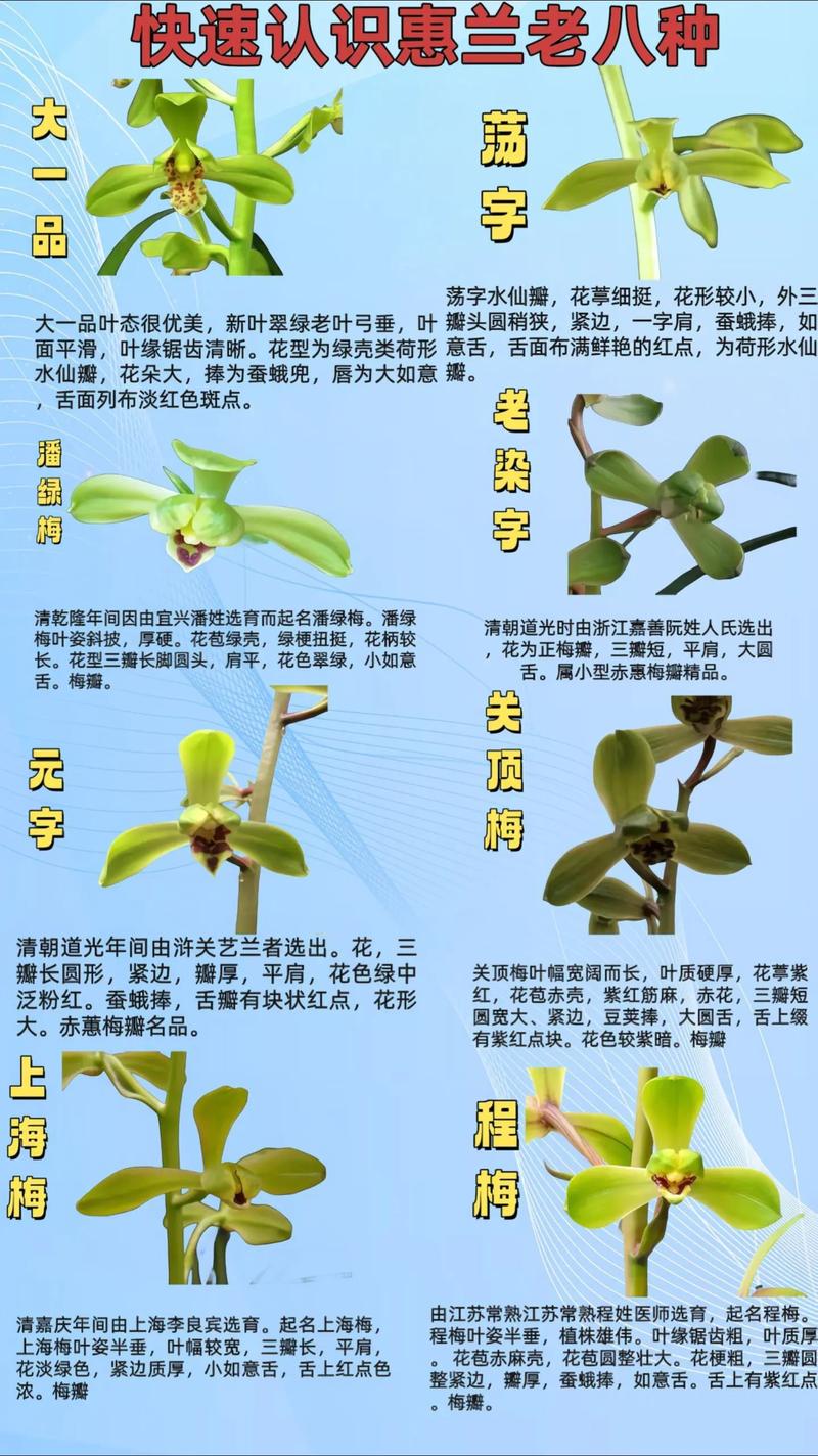 兰花种类有多少种？全面解析兰花品种分类与常见种类