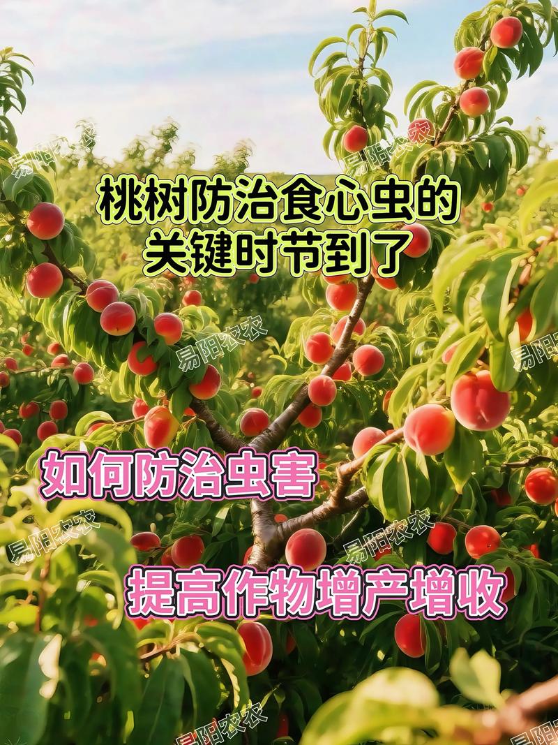 越冬越夏：春季关注倒春寒，夏季预防干旱和日灼