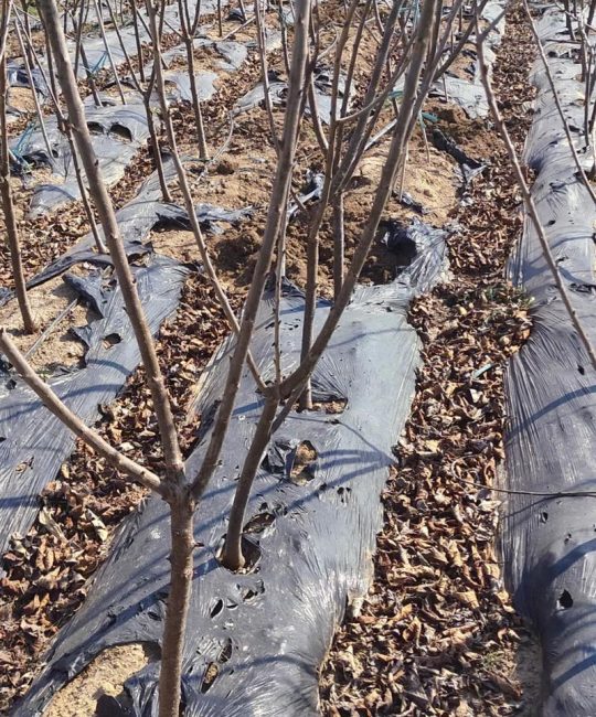 樱桃树苗什么时候种植？最佳时机与完整种植步骤指南