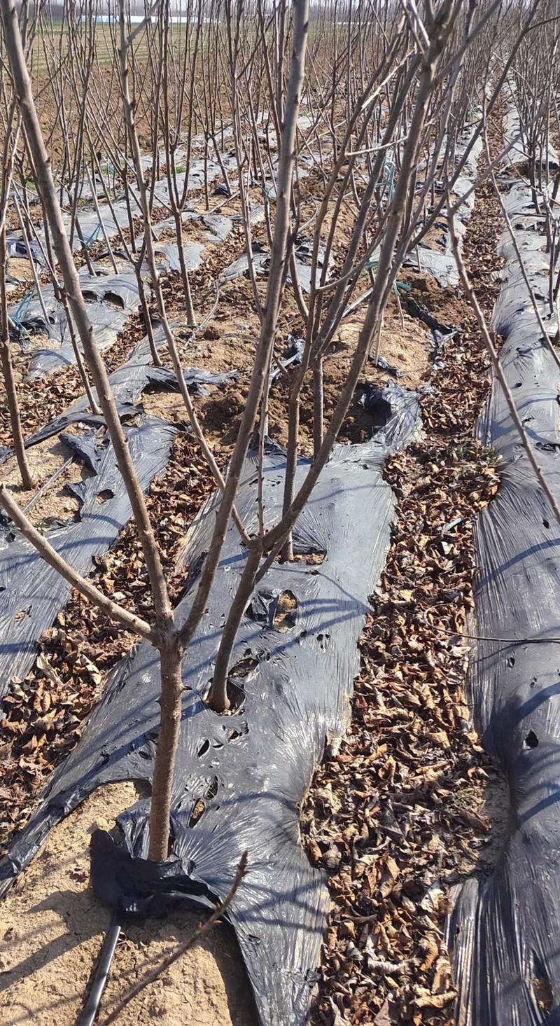 樱桃树苗什么时候种植?最佳时机与完整种植步骤指南 一、适宜种植时间:抓住春秋两个窗口期